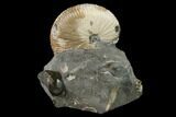 Fossil Hoploscaphites Ammonite - South Dakota #131220-3